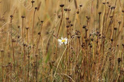 white flower on a yellow field