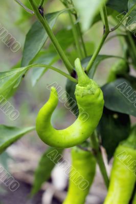 Hot green pepper growing. A new harvest