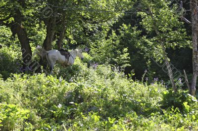 White horse riding in the green forest 