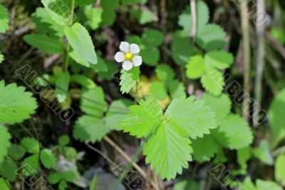Wild strawberry blooming in the summer forest