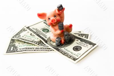 pig with coins and money