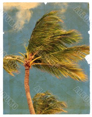 Old torn page featuring palm trees. Isolated