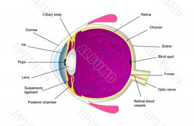 Structure of human eye two