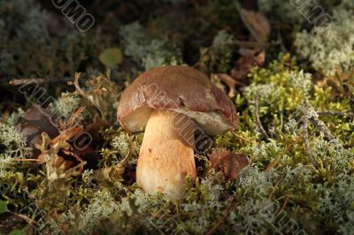 Cepe - Edible Mushroom