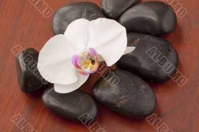 Orchid