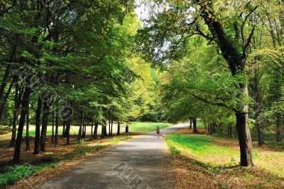 Walking in autumn forest