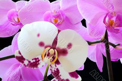 The beautiful orchid