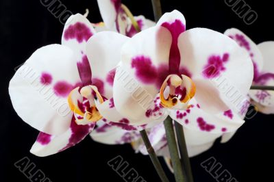 The beautiful orchid