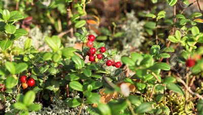 Forest cranberries in nature