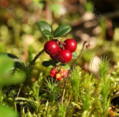 red fruit Forest cranberries in nature