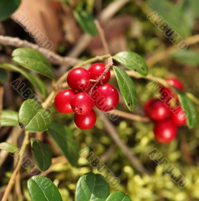 twig cranberries