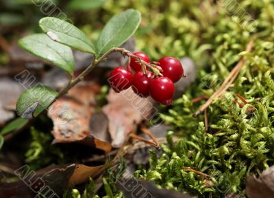 cranberries in nature