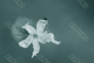 fly flower