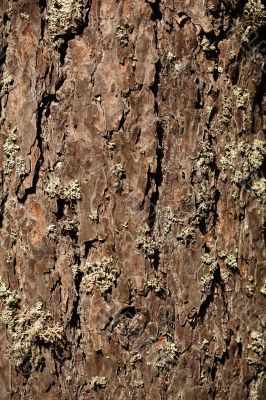 bark background bark background