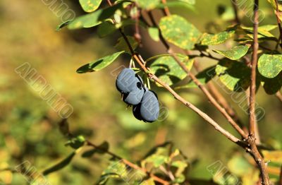 Forest blueberry