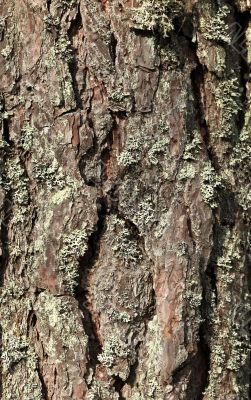 bark background bark background