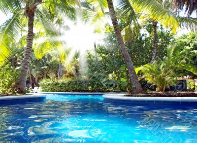 The sun`s rays shine through the leaves of palm trees