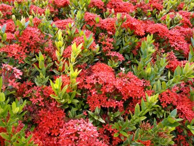 Red tropical flowers Red tropical flowers