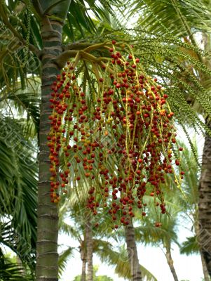 The fruits of the palm tree The fruits of the palm tree
