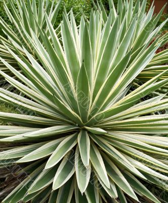 tropical plant aloe, tropical plant aloe,