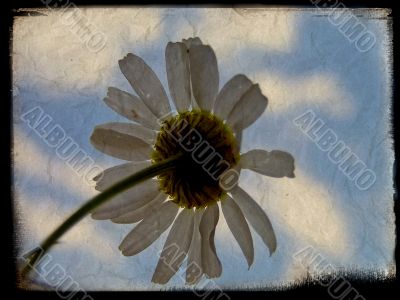 Vintage background with camomile 4 Vintage background with camomile 4