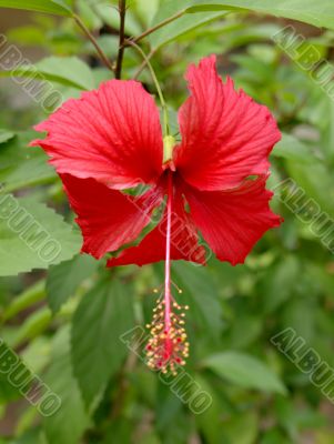 Red hibiscus flower Red hibiscus flower