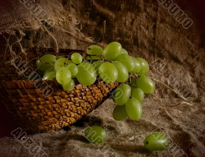 Green grapes in a basket. Green grapes in a basket.