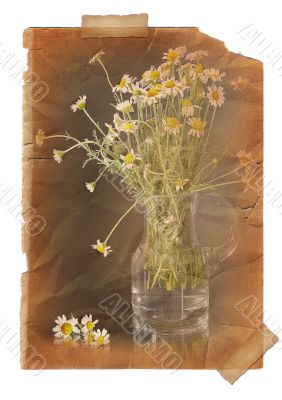 Camomile.  Page with vintage effect