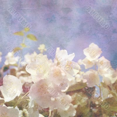 background with flowers of jasmine background with flowers of jasmine