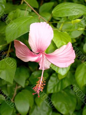 Pink hibiscus flower