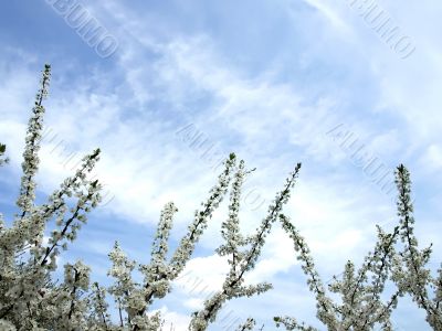 Blossoming cherry tree