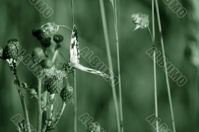 fauna and flora fauna and flora