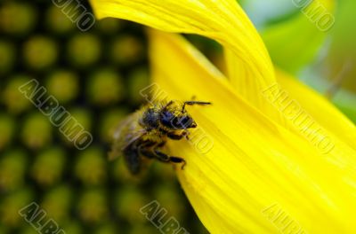 Honey Bee on a sunflower 