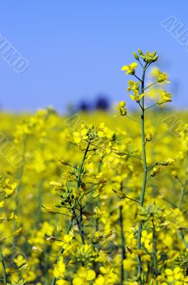 Rape field, canola crops on blue sky 