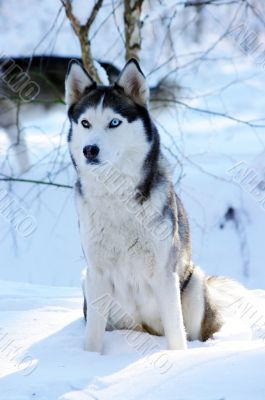 Siberian husky dog with blue eyes in the snow.