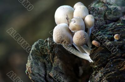 mushrooms growing in the forest 