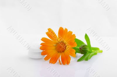 Flower marigold medical with pills over white background 