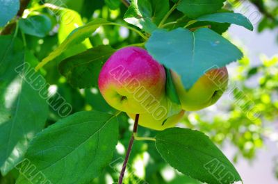 Apple garden full of riped red apples 