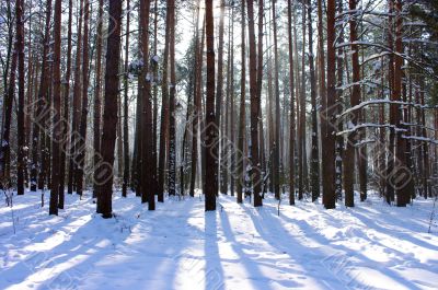 Sunrise in a winter forest. 