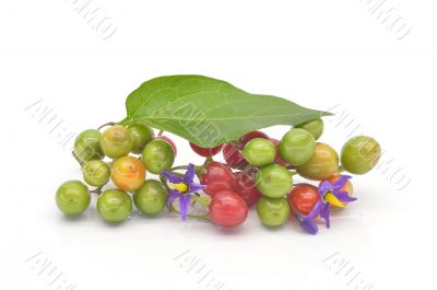Coloured berry nightshade