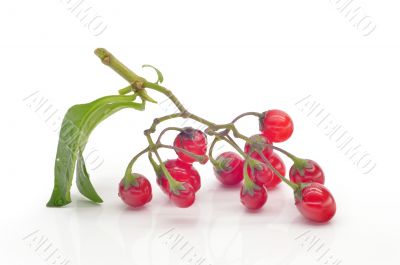 Coloured berry nightshade