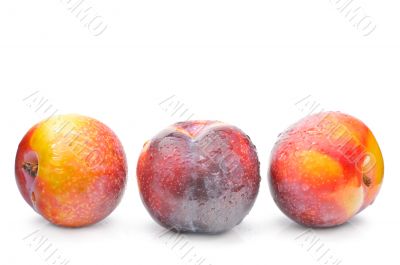 Ripe plums on a white background