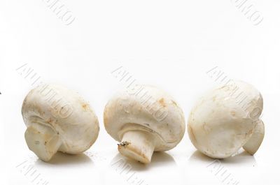 Fresh field mushrooms on a white background