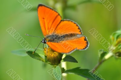 Butterfly colias croceus