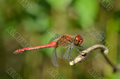Bright dragonfly sitting on a branch