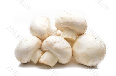 Fresh field mushrooms on a white background