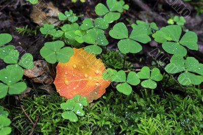 Fallen leaf on the ground and drops. Auntumn coming