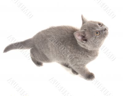 Grey kitten on white background