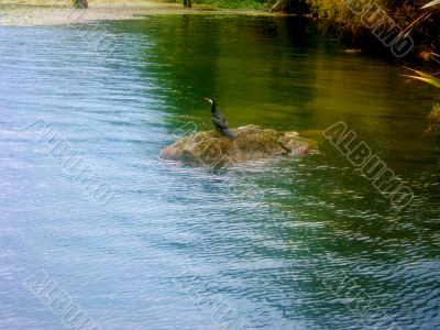 Bird On Rock In River 