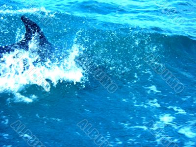 Dolphin In Surf 